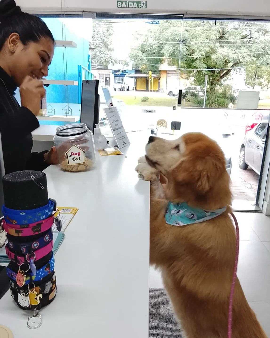 Recepção da Clínica DogCat