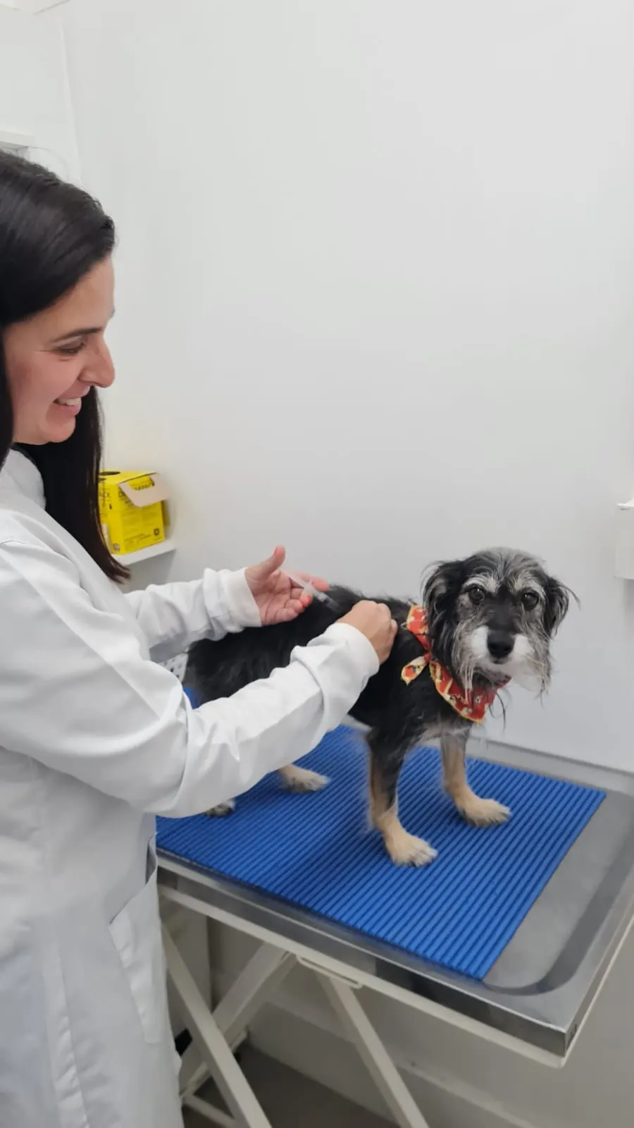 Consultório veterinário DogCat