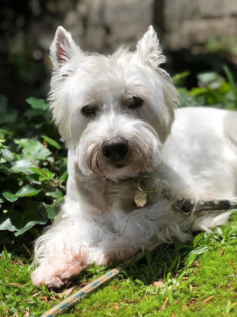 Ziggy, paciente da DogCat